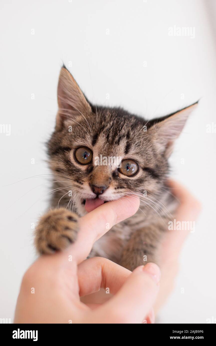 little happy tabby  kitten  is playing Stock Photo