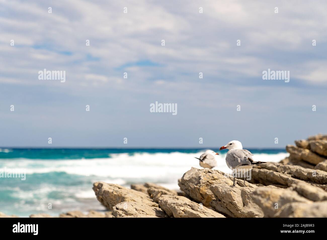 Seagulls on rocks watching the sea Stock Photo