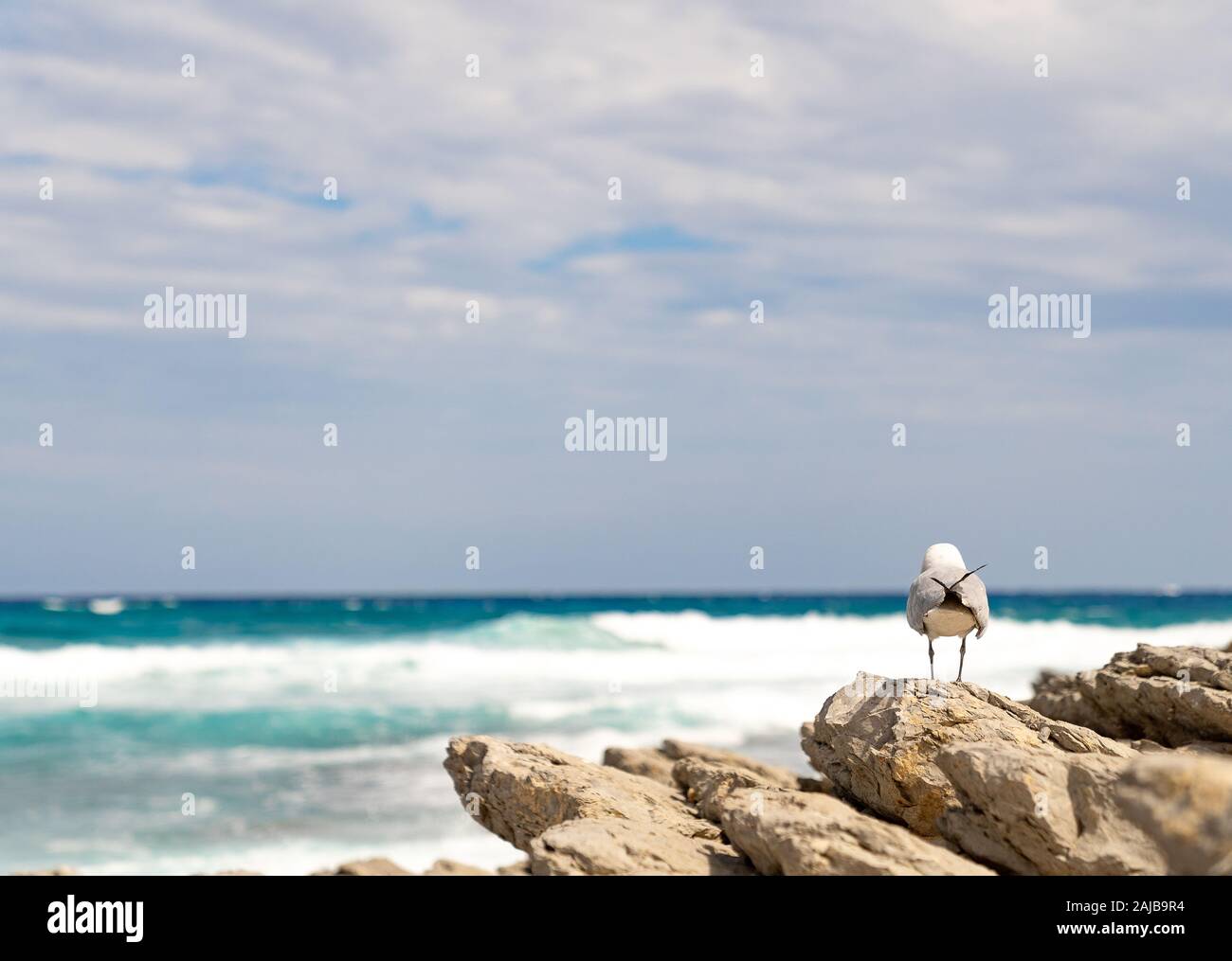 Seagull on cliff watching the sea Stock Photo