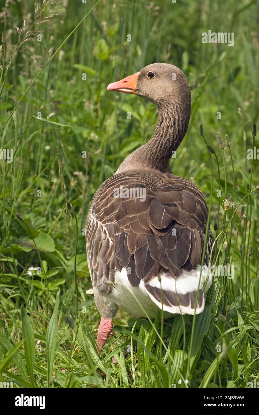 GREYLAG GEESE (Anser anser). In full wing moult i.e. all primary wing feathers moulted and now temporarily flightless. June/July Norfolk, U.K. Stock Photo