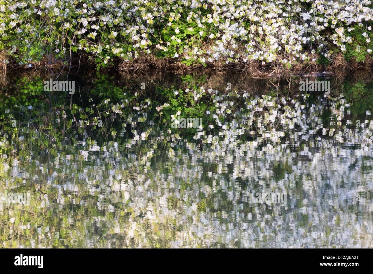 Reflections of overhanging white cherry blossom tree with ripples on the surface of the water, the River Wansbeck, Northumberland in the summer time Stock Photo