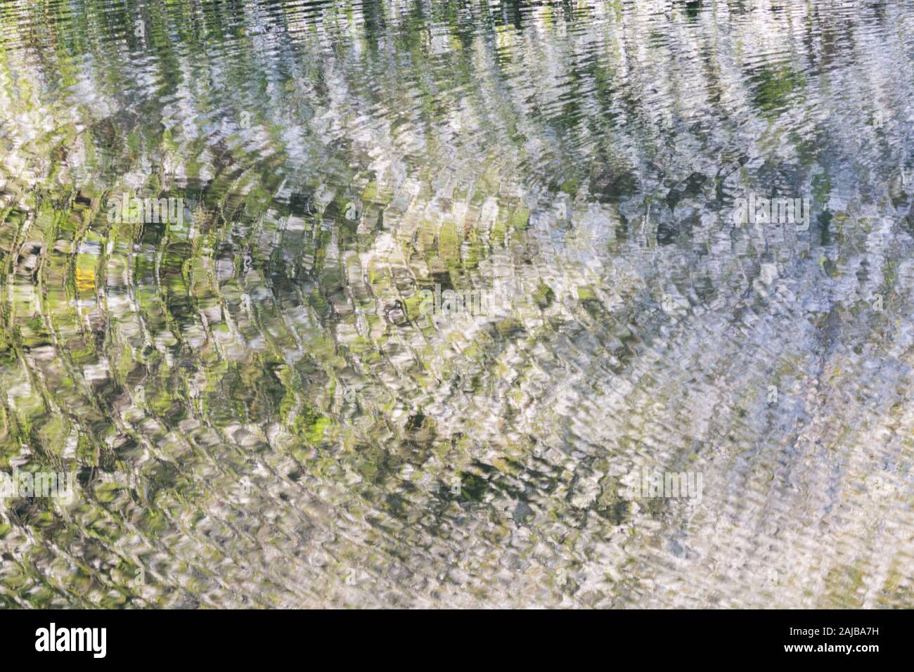 Reflections of overhanging white cherry blossom tree with ripples on the surface of the water, the River Wansbeck, Northumberland in the summer time Stock Photo