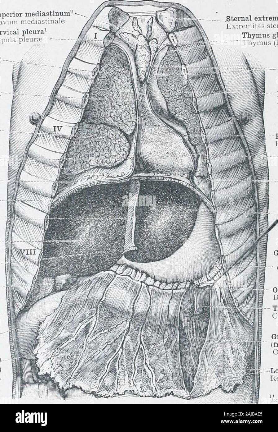 An atlas of human anatomy for students and physicians . he Transverse Colon; ColonSigmoideum, the Sigmoid Flexure of the Colon, and its Transition into the Rectum(Intestinum Rectum). Topographical Anatomy of the Abdominal Viscera. 60—2 476 TOPOGRAPHICAL ANATOMY OF THE THORACIC AND ABDOMINAL VISCERA Superior mediastinum Cavum mediistiCervical pleuraCupula pleurjp Eight lung (upper lobe Pulmo dexter (lobubsuperior) Right layer of the mediastinun, (cut edge) Lamina mediastinalis dextra Right lung (middle lobe Iulmo dexter (lobusmedius)PlicEe villosffi, villous or..fatty folds, of the pleurarlicar Stock Photo