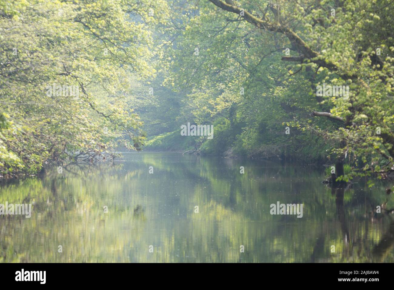 The tree lined banks of the River Wansbeck with lush green deciduous trees in full leaf on a beautiful calm summer's evening in Northumberland, Englan. Stock Photo