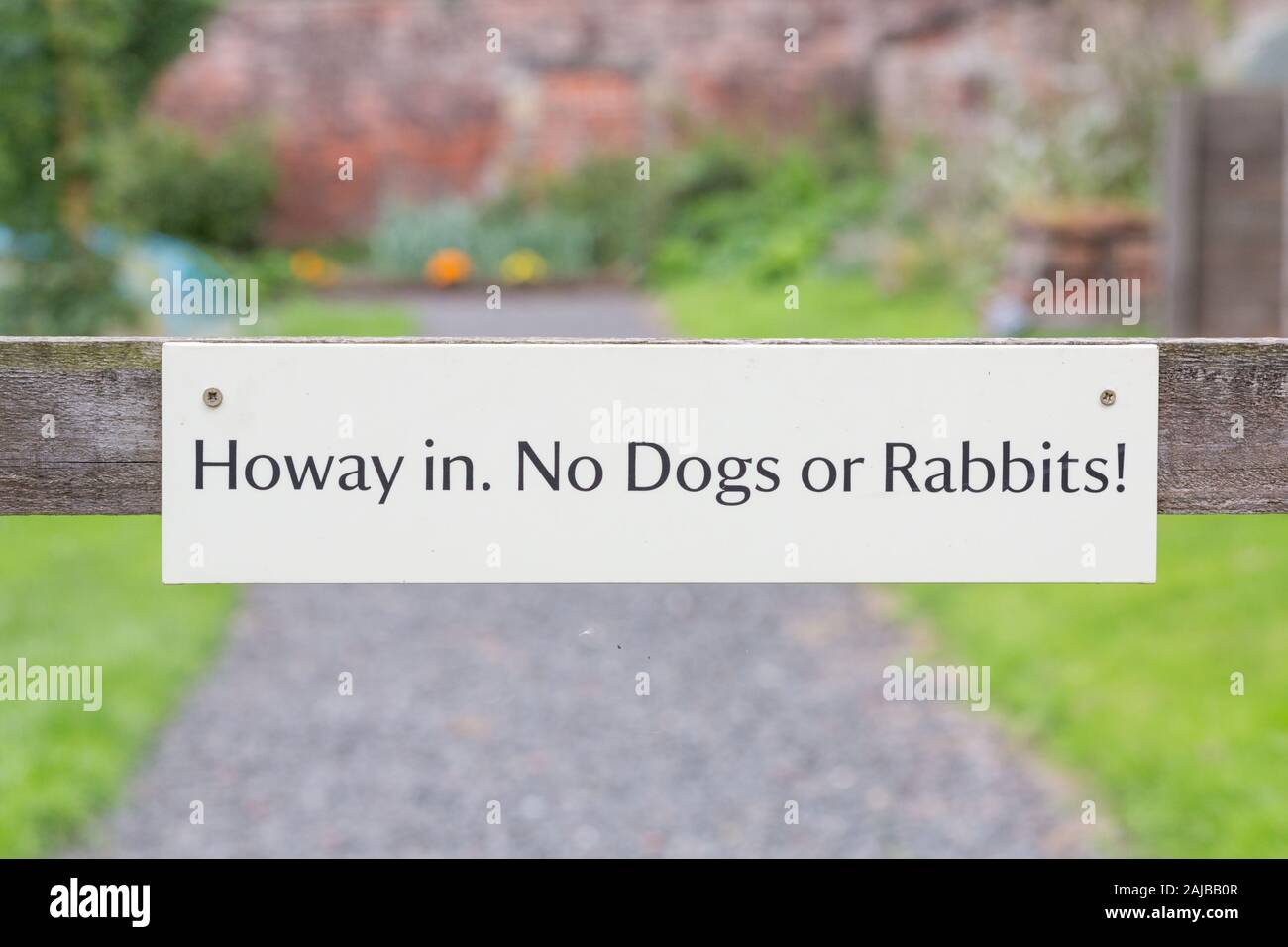 Geordies Rabbit Geordie roots hi-res stock photography and images - Alamy
