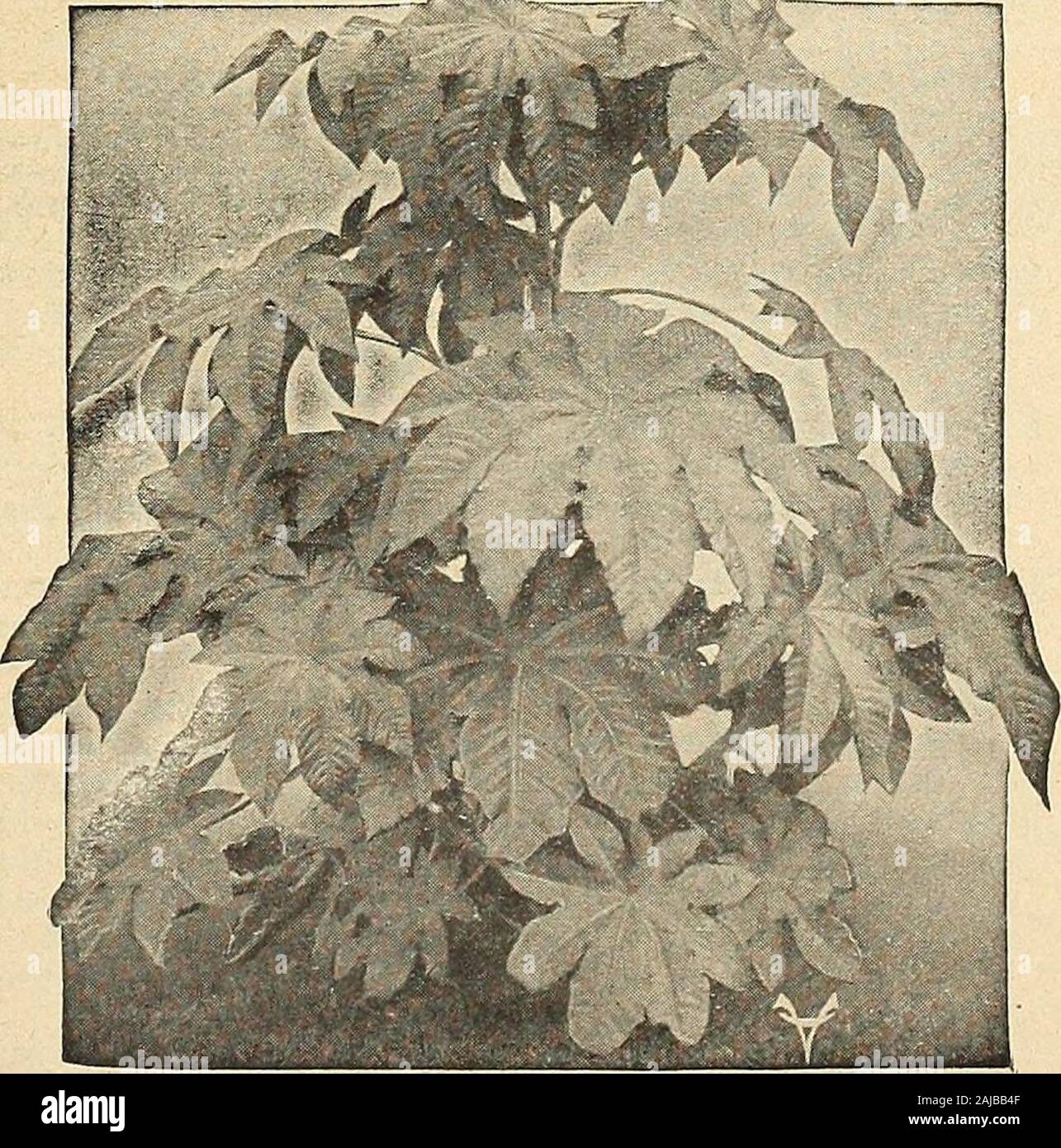 Vaughan's seed store . ms and seeds 1 oz. 10c 05 2936 Zanzibariensis Mixed. 10 to 12 ft. The ornamental leaves, beautifully lobed, are 2J/£ to 4 ft. across. Eachplant makes a perfect pyramid of foliage thickly setfrom top to bottom 1 oz. 15c 05 2937 Zanzibar Enormis 1 oz. 15c 05 2938 Mixed. Many sorts. Lb. 60c 1 oz. 10c 05 2940 ROSE Polyantha Nana. 1 ft. Miniature Fairy Roses, forming little bushes covered with dainty little singleand semi-double flowers, six months after sowing 10 2942 RUDBECKIA Bicolor Superba (Coneflower) O 2 ft. Produces an abundance of aright yellow flowers withbrown cent Stock Photo