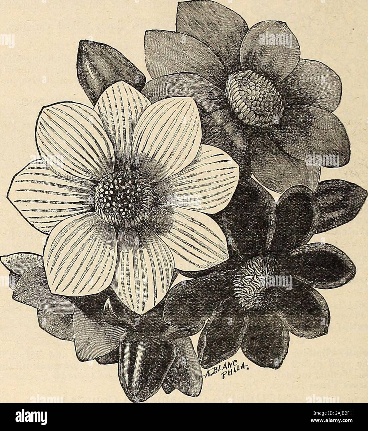 Cox's seed annual . CYCLAMEN. SINGLE DAHLIAS. The single varieties have attained a popularity almost amounting to a mania, beingalready so extensively used for corsage and personal adornment, for table designs 42 COXS SEED ANNUAL. and for baskets and vases, through the months of August, September and October,as to almost rival roses, their many colors affording such a great scope in their dis-posal. The easy manner in which they are RAISED FROM SEED, requiring, asthey do, only a window for protection until danger of frost is passed (those having ahot-bed frame will, of course, sow them in that Stock Photo