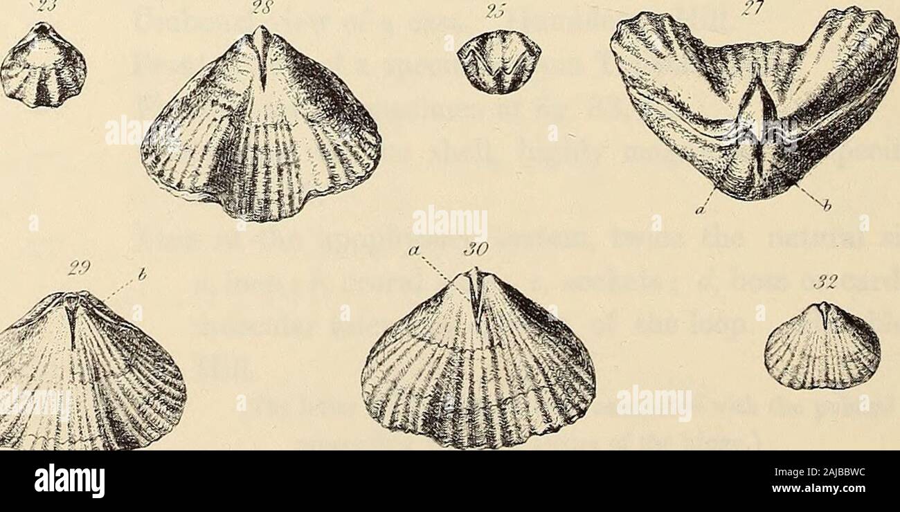 Monograph of the Palaeontographical Society . y/ ^?.??K li.S(&gt;&lt;rliy Jua. PLATE VII. Fig. 1. Epithyris sufRata, Sckloi/ieim. Dorsal aspect; cast, natural size. Humbleton Hill. 2. — — Cast. Dorsal aspect, natural size: a, impressions of the dental plates. Humbleton Hill. 3. — — Ventral aspect of specimen at fig. 2. 4. — — Lateral aspect of specimen at fig. 1. 5. — — Frontal aspect of specimen at fig. 2. 6. — — Dorsal aspect of a testiferous specimen, natural size. Tunstall Hill. 7. — — Ventral aspect of a testiferous specimen, natural size: a, foramen. Tunstall Hill. 8. — — Lateral aspect Stock Photo