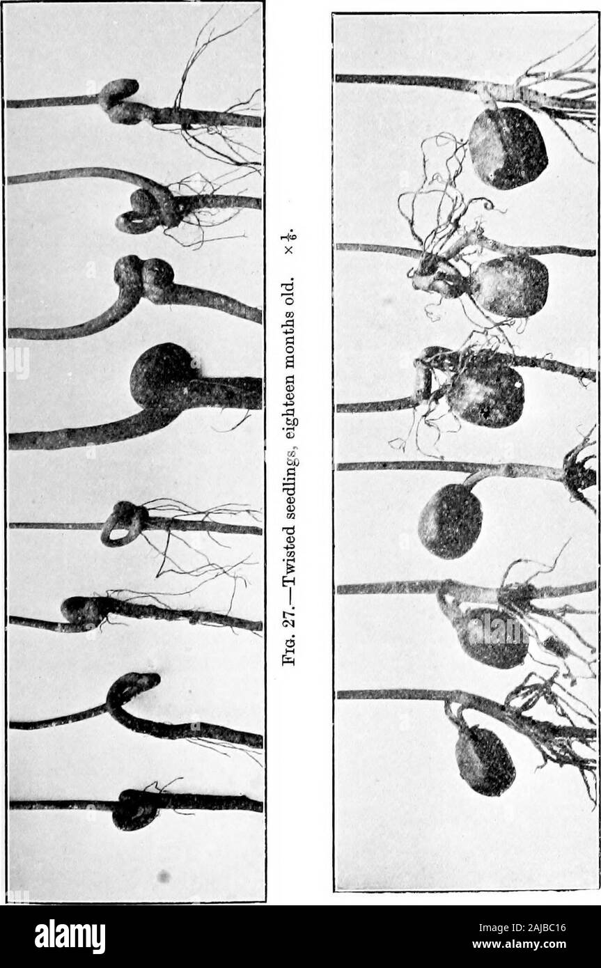 The diseases and pests of the rubber tree . d vertically with the micropyleuppermost. (e) 50 seeds were planted horizontally, and on theirnarrower side. The results of this experiment are illustrated in Fig. 28.No. 1 (from the left) is a typical seedling of lot (a) in which48 germinated, all normally. No. 2 represents the seedlingsof lot (6) of which 49 germinated, all normally. No. 3 is aseedling of lot (c), one of 47, all of which were normal,though the seeds were raised above the soil. Nos. 4 and 5are typical of the seedlipgs of lot {d), in which 45 seedsgerminated; 27 of the seedlings had Stock Photo