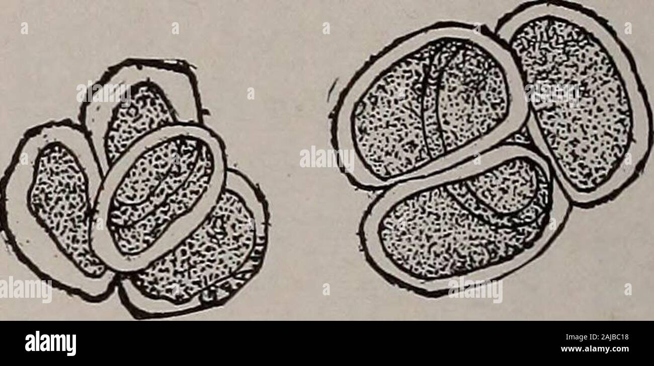 Elementary botany . Fig. 402.Forming spores in mothercells (Polypodium vulgare). Fig. 4°3-Spores just mature and wall ofmother cell broken (Asplenium bul-biferum). mother cells are formed as a last division of the fertiletissue (archesporium) of the sporangium. In ordinary cell di-vision the nucleus always divides prior to the division of the cell.In many cases it is directly connected with the laying down ofthe dividing cell wall. 677. Direct division of the nucleus.—The nucleus divides intwo different ways. On the one hand the process is very simple.The nucleus simply fragments, or cuts itse Stock Photo