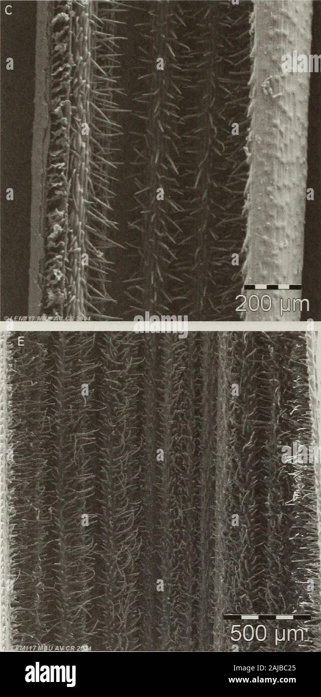 Contributions from the United States National Herbarium . Figure 94. Leaf blade surfaces. A & B. Festuca imbaburensis. A. Adaxial epidermis with ribs covered with macro-hairs. Cell wallscovered with wax deposits. B. Adaxial epidermis, detail view of wax, stomata and macro-hair. C-F. F monguensis. C. Abaxialepidermis of the involute leaf, with small ribs and prickles on the margin. D. Adaxial epidermis with detail view of prickles andsilica bodies. E. Adaxial epidermis with regular ribs covered with macro-hairs. F. Adaxial epidermis with detail of macro-hairs andstomata (at the bottom of ribs). Stock Photo