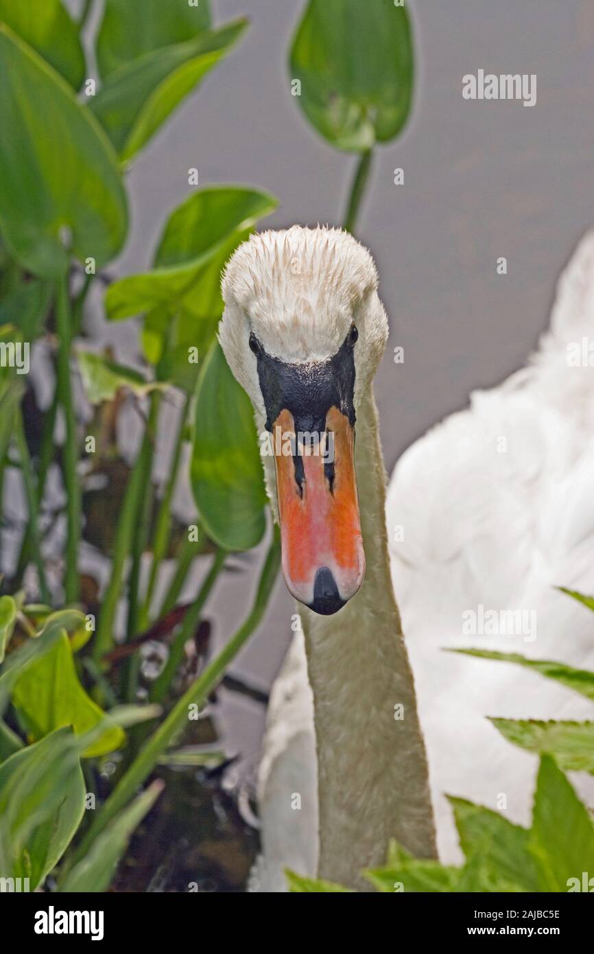 MUTE SWAN (Cygnus olor). Dorsal view of head and beak, or bill. Adult bird. Stock Photo