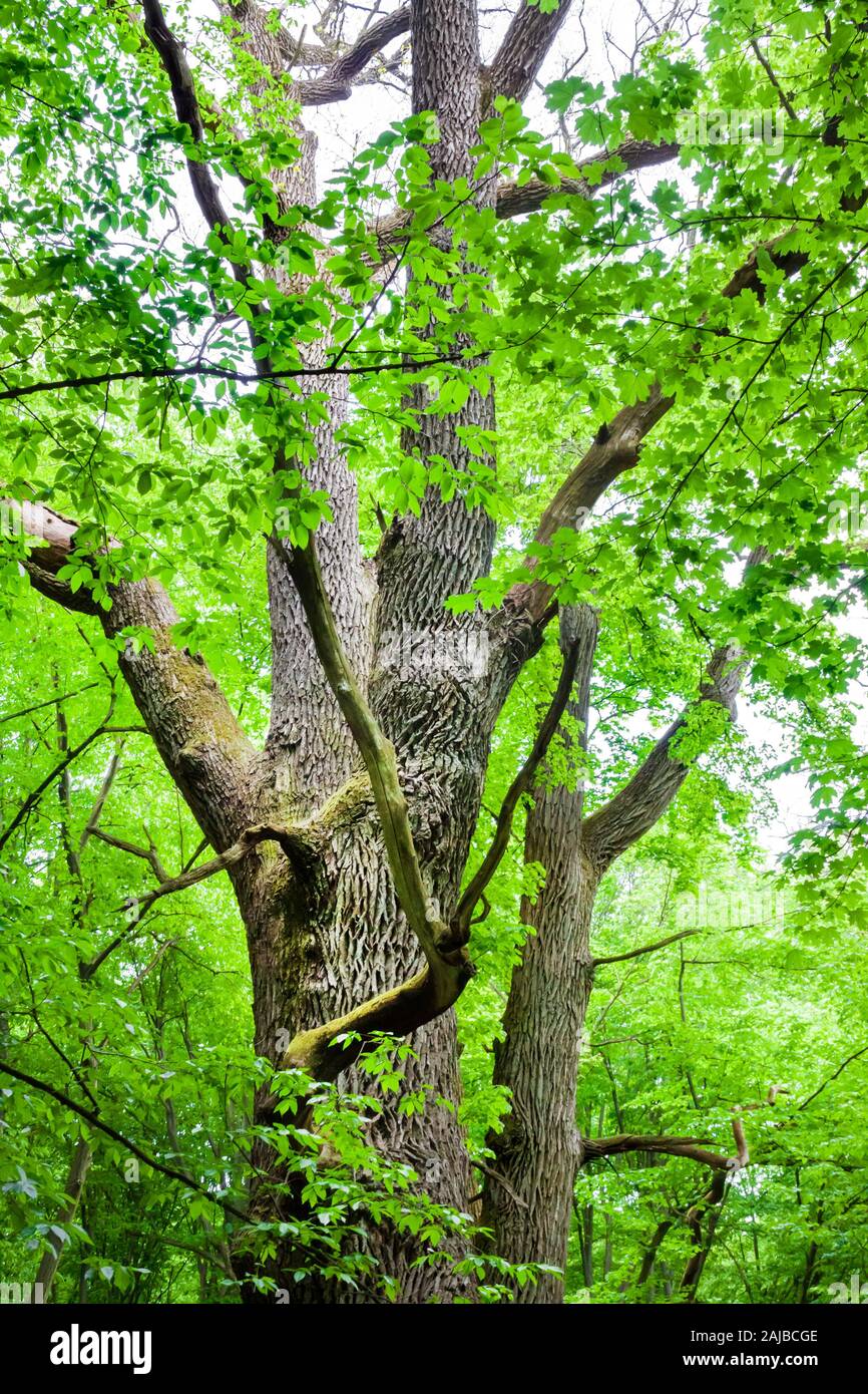 Big old oak tree in green spring forest. Holosiivskyi National Nature