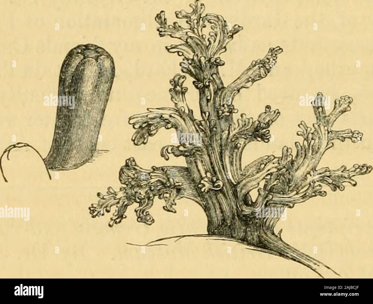 The Annals and magazine of natural history; zoology, botany, and geology . Marj.N. Hist. Ser. 4. TV. ii. 31 442 Dr. J. E. Gray on neio Genera and Species of Lemnalia. Coral soft, fleshy, formed of numerous clustered, small,cylindrical tubes; the outer surface is smooth, destitute of anyappearance of spicules, but showing by grooves the places ofunion of the different tubes that form the mass, each tubeending in a polype. The base is broad, expanded horizon-tally, fleshy like the coral, throwing up several stems, whichare irregularly branched, the lateral branches being somewhattwo-rowed, the t Stock Photo
