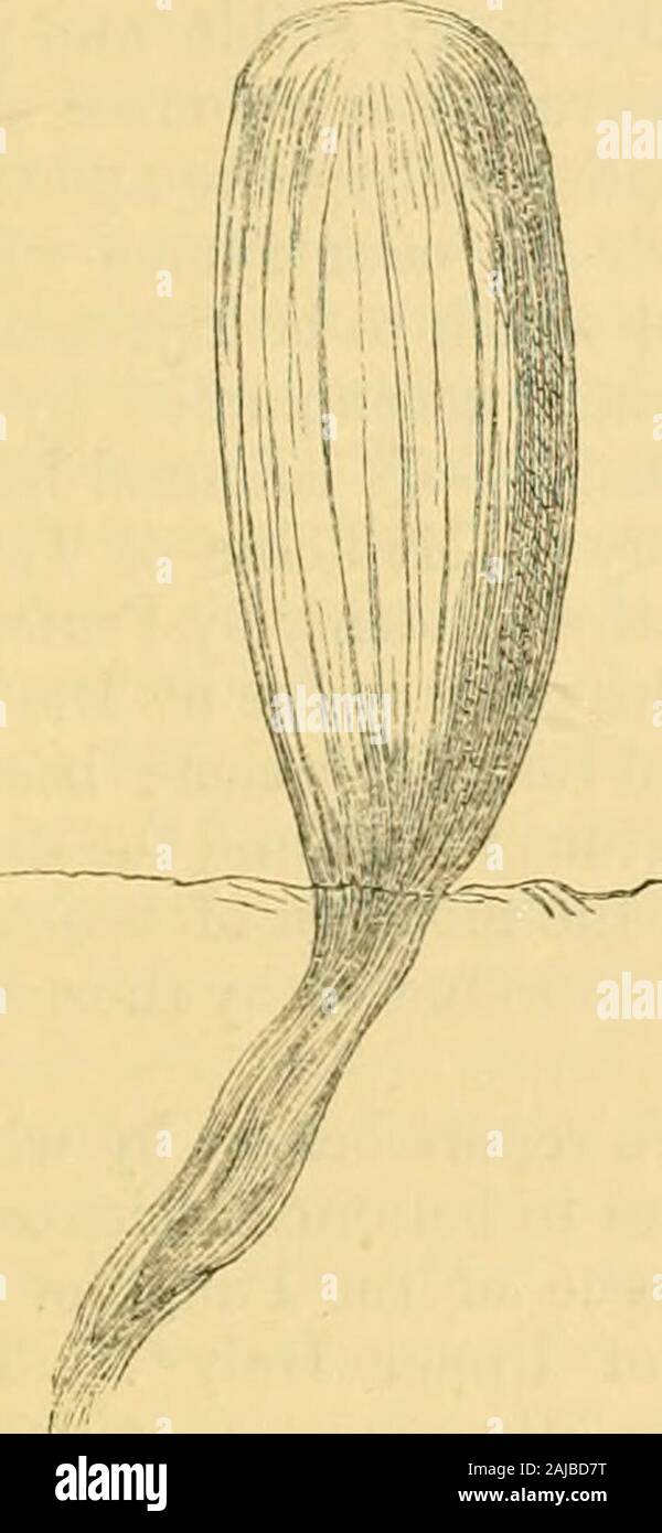 The Annals and magazine of natural history; zoology, botany, and geology . m by the sarcode. The base con-tracted, some of the thread-like spicules of the tube andothers being produced into a stem, which is sunk in the mud.The radical filaments barbed near the end, and with a cup-shaped anchor at the tip. Semjperella SchuUzei ^ Hyalonema Sclmltzei, Semper. The different shape of the body of Euplectella asjpergillum Dr. J. E. Gray on Hyalonema Schultzei 377 and of E. cucuvier may indicate that they grow in differentsituations and circnmstances. E. cucumer most probably grows in the mud, kept in Stock Photo