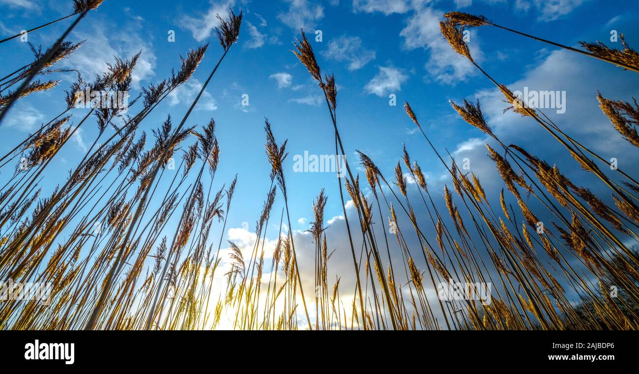 Reed seed head hires stock photography and images Alamy