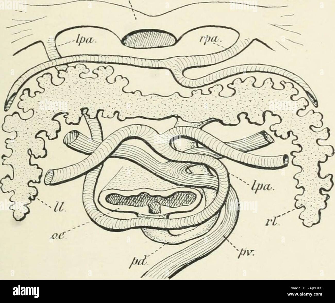 A treatise on zoology . lom. Thecommunicating ductus pneumaticus jmsses down the dorsalmesentery to open into the oesophagus. The ductus isshort, and the opening wide in the more primitive forms {Lepi-dosteus, Amia, Acipcnser). But although the bladder is dorsal inthe Actinopterygii, the opening of the ductus varies considerablyin position. In the Chondrostei, Amia, Lepidosteus, and themajority of the Teleostei, it is quite or nearly median and dorsal; AIR-BLADDER but in others, such as Salmo, the Siluridae, Cypriuodontidae, Per-copsidae, and Galaxiidae, it opens more or less on the right. Ont Stock Photo