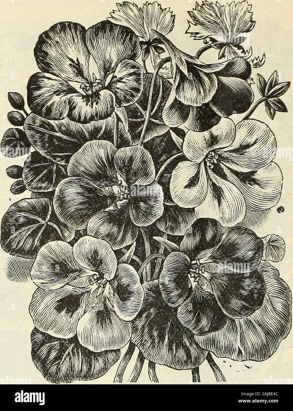 Barnard's wholesale florists' list of seeds bulbs sundries, etc : spring edition 1895 . MIGNONETTE MACHET. MIGNONETTE. Machet. Best French Strain Ameliorata. Red flowered Gabriele Large Flowering Golden Queen Miles Spiral Parsons White Victoria, new red Eloise Frances, new, for pots, per 100MIMOSA PUDICA—(Sensitive Plant.)..MIMULUS Moschatus. {Musk Plant.) oz. 50c Tigrinus. {Monkey Floicev.) MIRABILIS Jalapa. {Four Oclock.) MOMORDICA I Balsamina. {Balsam Apple.) Charantia. {Balsam Pear.) MORNING GLORY—(See Convolvulus.)MUSA ENSETE. {Abyssinian Banana.) Per 100 seeds, $1.50; per 10 seeds MYOSOT Stock Photo