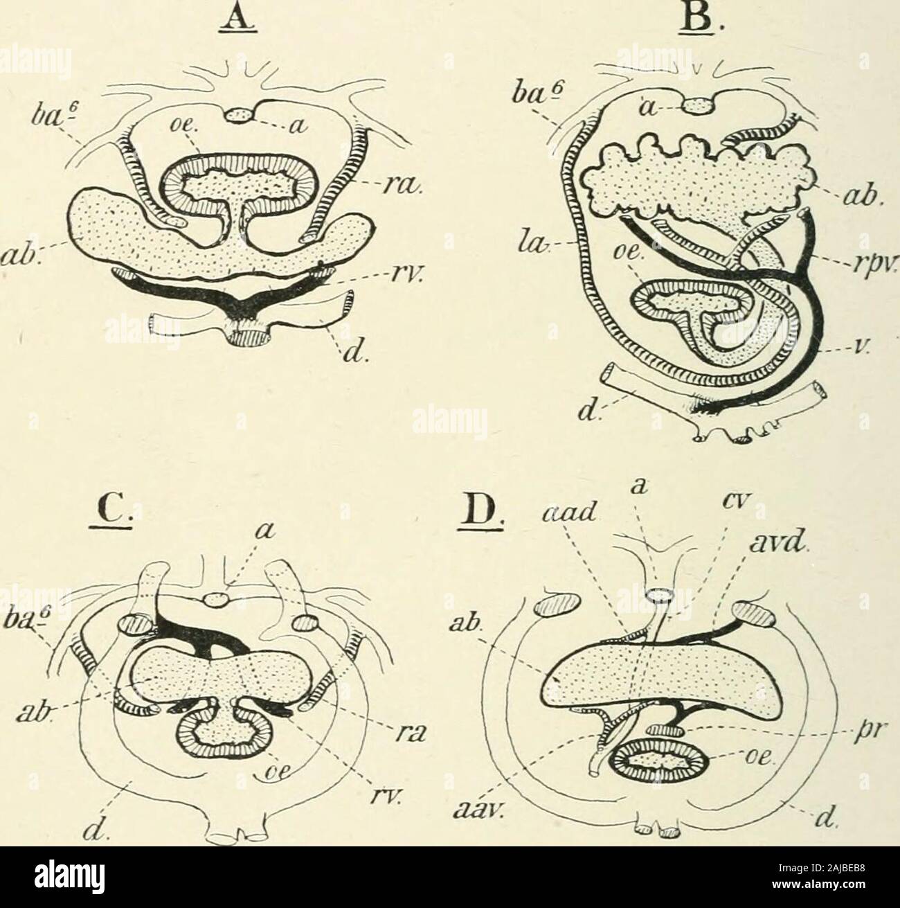 A treatise on zoology . is supplied to the bladder in Polypterus and in the Dipnoi bypaired afferent pulmonary arteries, derived from the last (fourth)branchial arch, the sixth of the embryonic series (Fig. 197). Theblood is returned to the heart in Polypterus by paired efferent vessels,opening into the hepatic vein near the sinus venosus ; in the Dipnoiby paired vessels uniting and passing directly to the sinus venosusitself on the left side. That the air-bladder of the Dipnoi wasoriginally ventral, and that its dorsal position has been secondarilyacquired, is clearly shown by the course of t Stock Photo