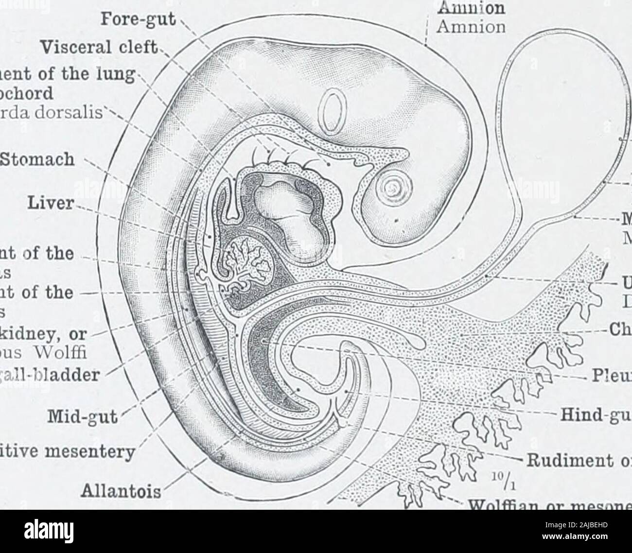 An atlas of human anatomy for students and physicians . Fig. 796.—Human Embryo in the Beginning of the Third Week (Diagrammatic). Fore-gutVisceral cleftRudiment of the lung / Notochord Cliorda dorsalis^^ Dorsal rudiment of thepancreasVentral rudiment of the —pancreasWolffian body, mid-kidney, ormesonephros—Corpus WolffiRudiment of the gall-bladder. Mid-gut^ Primitive mesentery Allantois Umbilical vesicle Vesicula umbilicalisHypoblastEntoderm-MesoblastMesoderm - Umbilical or vitelline duct Ductus omphalo-entericus &gt; -- -Chorion M- - - Pleuroperitoneal cavityVi^ (coelom) (S ^ —Rudiment of Stock Photo