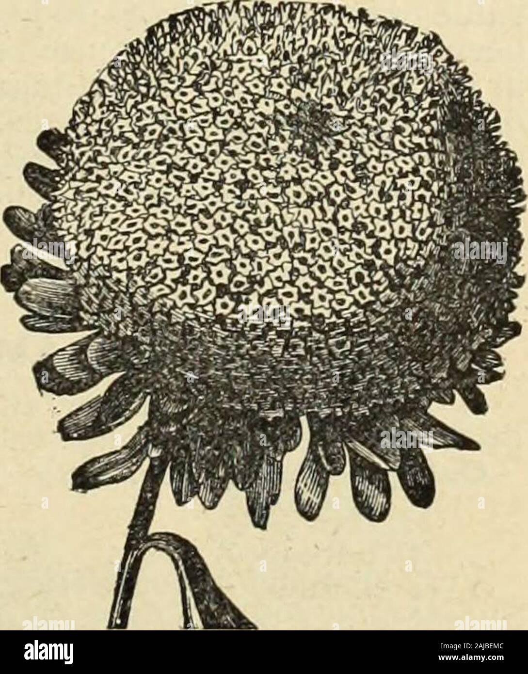 Cox's seed annual . AMARANTHUS.. 38 COXS SEED ANNUAL. BALLOON VINE, Cardiospernum, Love in a Puff. A rapid-growing, handsome climber, suitable for inside or outside decoration.Tender annual.Balloon Vine. Price, per pkt., 10 cts. BALSAM, Ladys Stock Photo