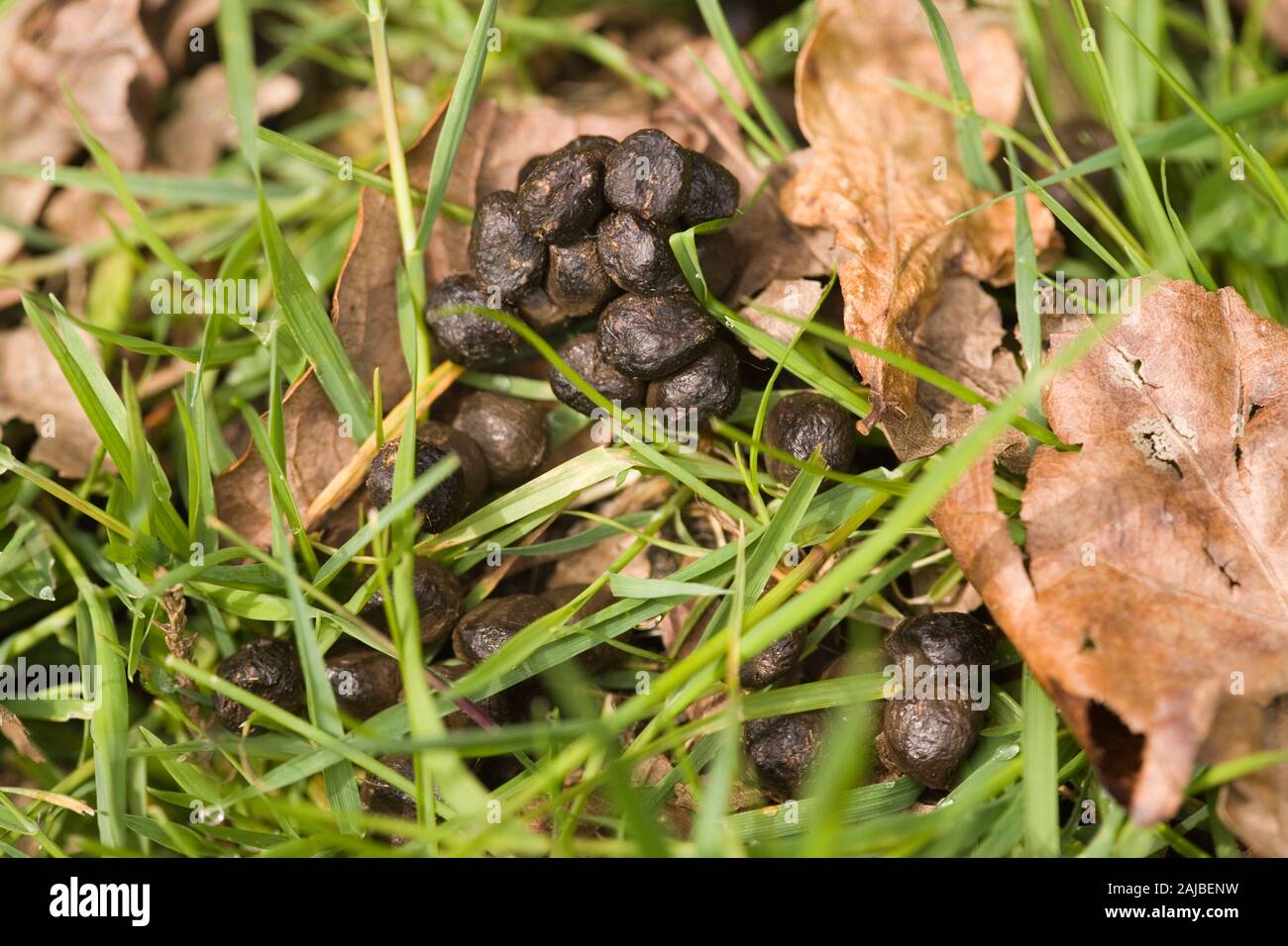 MUNTJAC DEER (Muntiacus reevesi).  Defecations or 'droppings' deposited on a garden grass lawn. Oak leaves (Quercus robur), give a size comparison. Stock Photo
