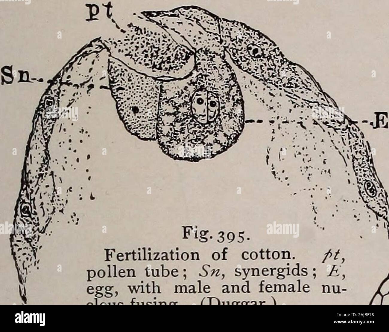 Elementary botany . Fig. 393- Mature embryo sac (young pro-thallium) of lilium. m, micropylarend; 5, synergids; E, egg; P?i,polar nuclei; Ant, antipodals.(Easter lily.) Fig- 394- Section through nucellus and upper part of embryosac of cotton at time of entrance of pollen tube. E,egg; S, synergids; P, pollen tube with sperm cell inthe end. (Duggar.) GAMETOPHYTE AND SPOROPHYTE. 33 is developing it derives its nourishment from the endosperm (orin some cases perhaps from the nucellus). At the same time. Stock Photo