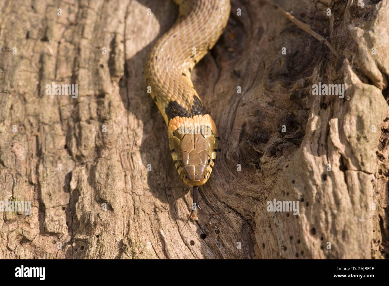 GRASS SNAKE (Natrix natrix).  A particularly well marked, bright, orange coloured and complete collared, individual. Dorsal view of head and neck. Stock Photo