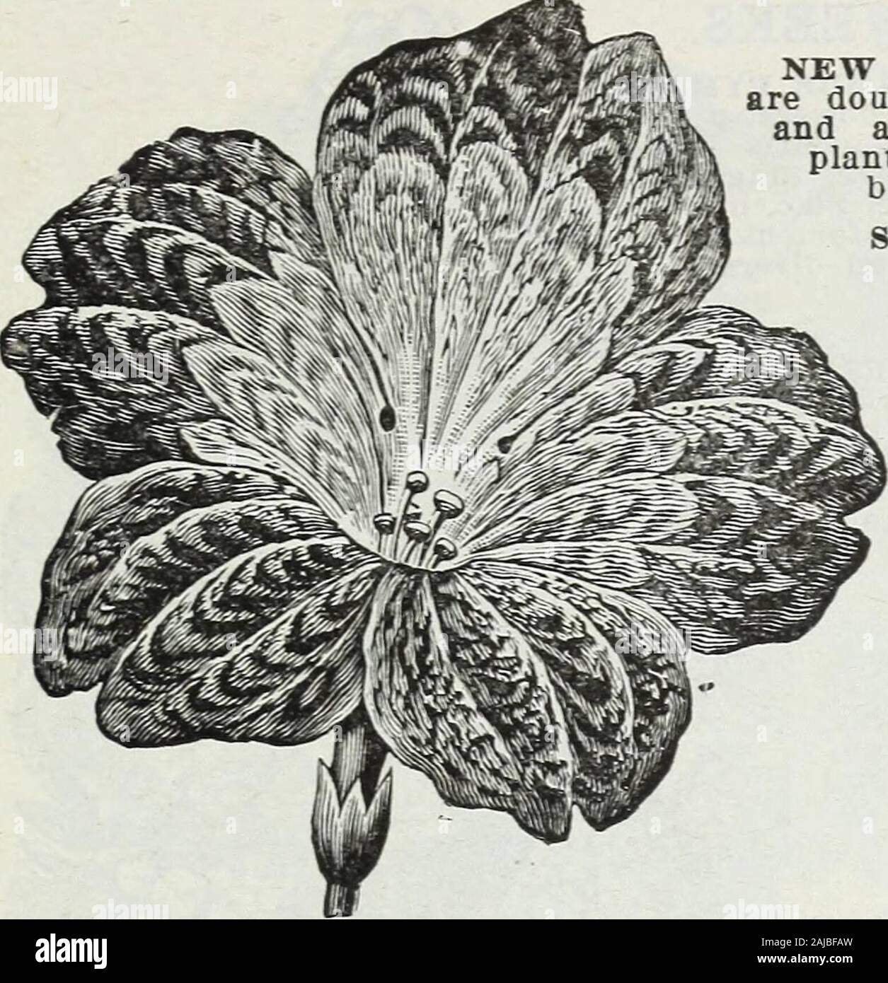 Lippincott seeds : 1914 . SCARLET SAGE,SALVIA SPLENDENS. MISS C. H. LIPPINCOTT, HUDSON, WISCONSIN. 43. SCABIOSA. SALPIGLOSIS. NEW GOLDEN YELLOW—The flowers are double, of a fine, pure yellow color, and are charming for bouquets. The plants are semi-dwarf and very free blooming. Pkt., 50 seeds, 3 cts. SNOWBALIi—The flowers are very large, measuring fully two inches in diameter, of purest white and very double. It comes quite true from seed. Pkt., 50 seeds, 3 cts. DOUBLE BLACK—A new va-riety, with elegant double-black,purple flowers, so deep in coloras to appear nearly coal black.Pkt., 50 seeds, Stock Photo