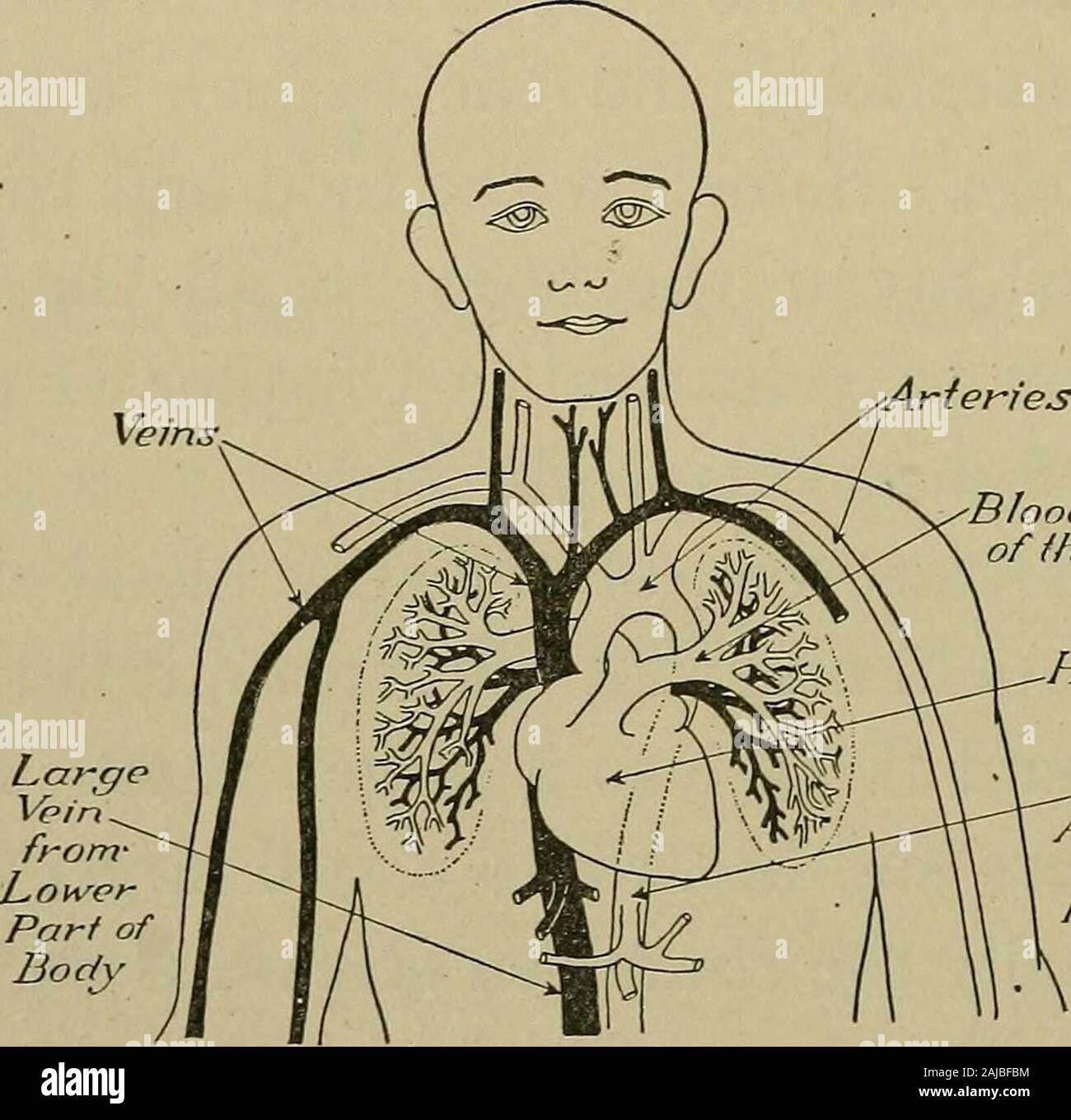 Anatomy Of Fisting Anatomy Of Fisting