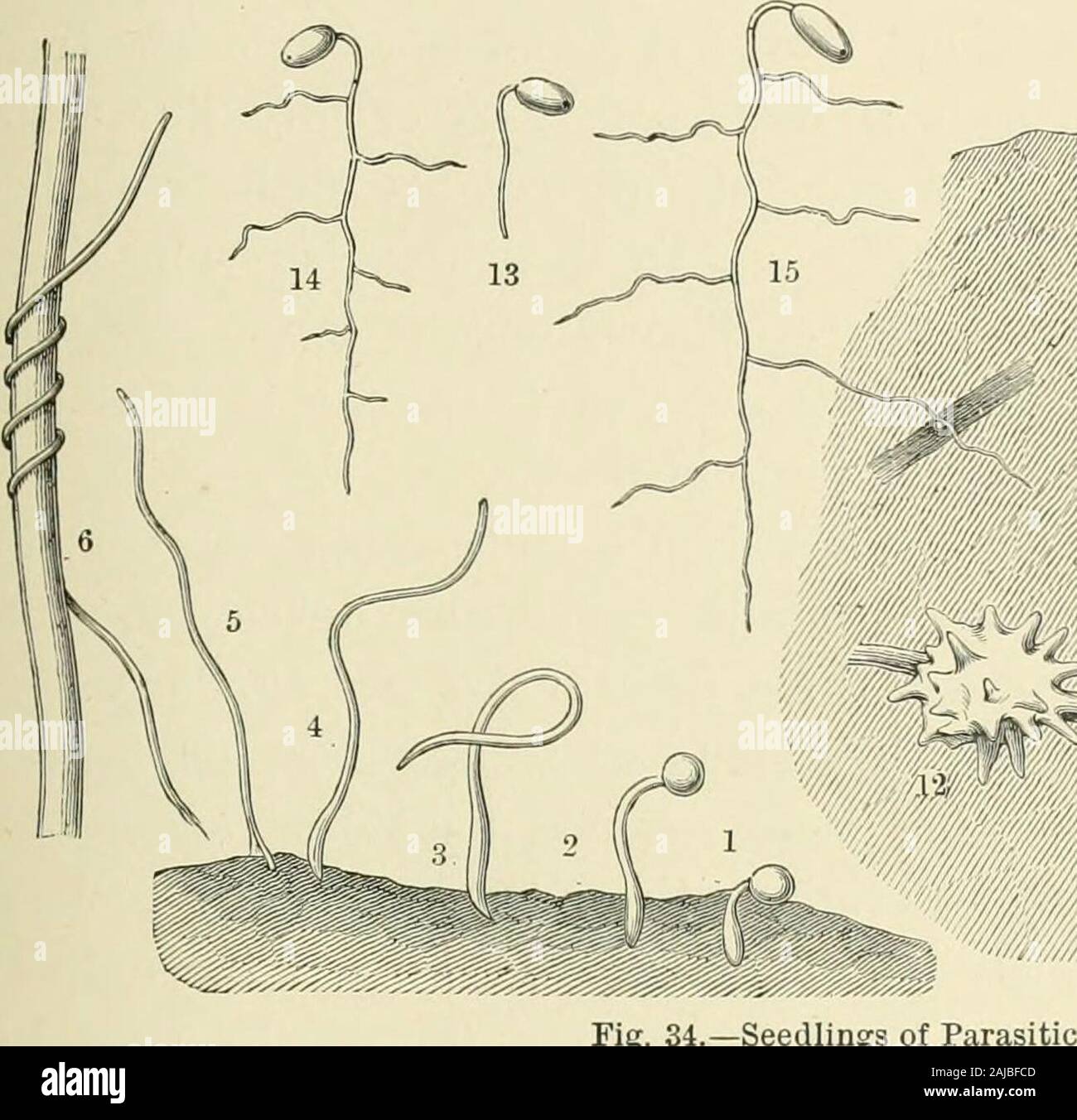 The natural history of plants, their forms, growth, reproduction, and  distribution; . f up in the opposite direction, avoiding such solid bodies  as it mayhappen to encounter, and grows in a curve