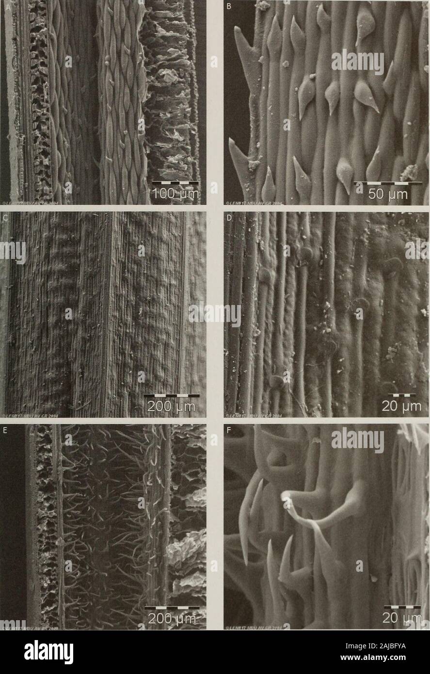 Contributions from the United States National Herbarium . 200 |jm Figure 89. Leaf blade surfaces. A & B. Festuca boyacensis. A. Abaxial epidermis, detail view of silica bodies. B. Adaxial epider-mis, detail view of stomata and macro-hairs and cell walls covered with wax. C & D. F carchiense. C. Abaxial epidermis, view oflong and short cells and sparse prickles. D. Adaxial epidermis with ribs covered with short macro-hairs. E & F. F. chimborazensissubsp. chimborazensis. E. Abaxial epidermis with small ribs. F. Abaxial epidermis, detail view of silica bodies. A & B, Stancik2166 (PRC); C & D, Lae Stock Photo