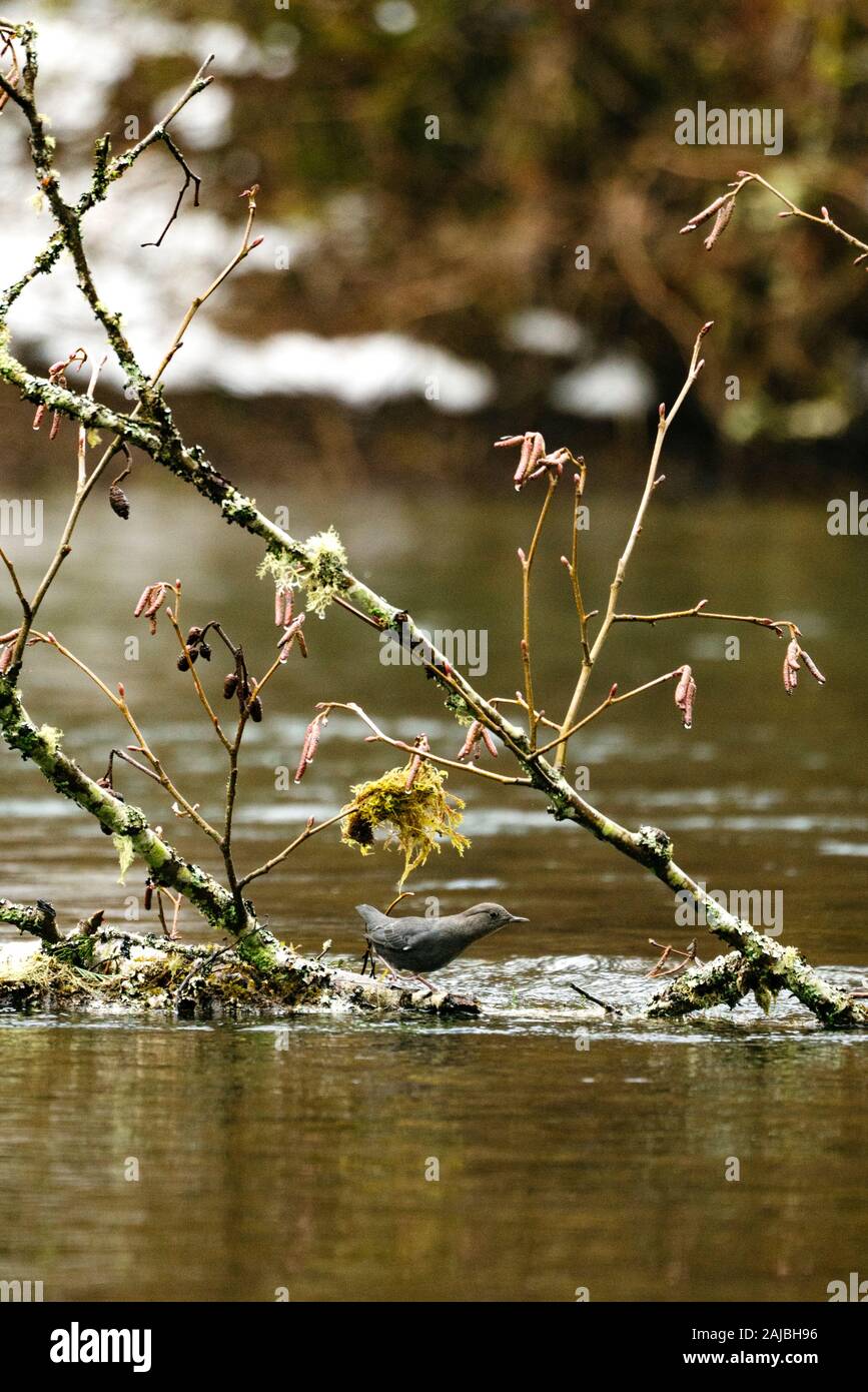 An American Dipper bird walking across a branch in a river Stock Photo