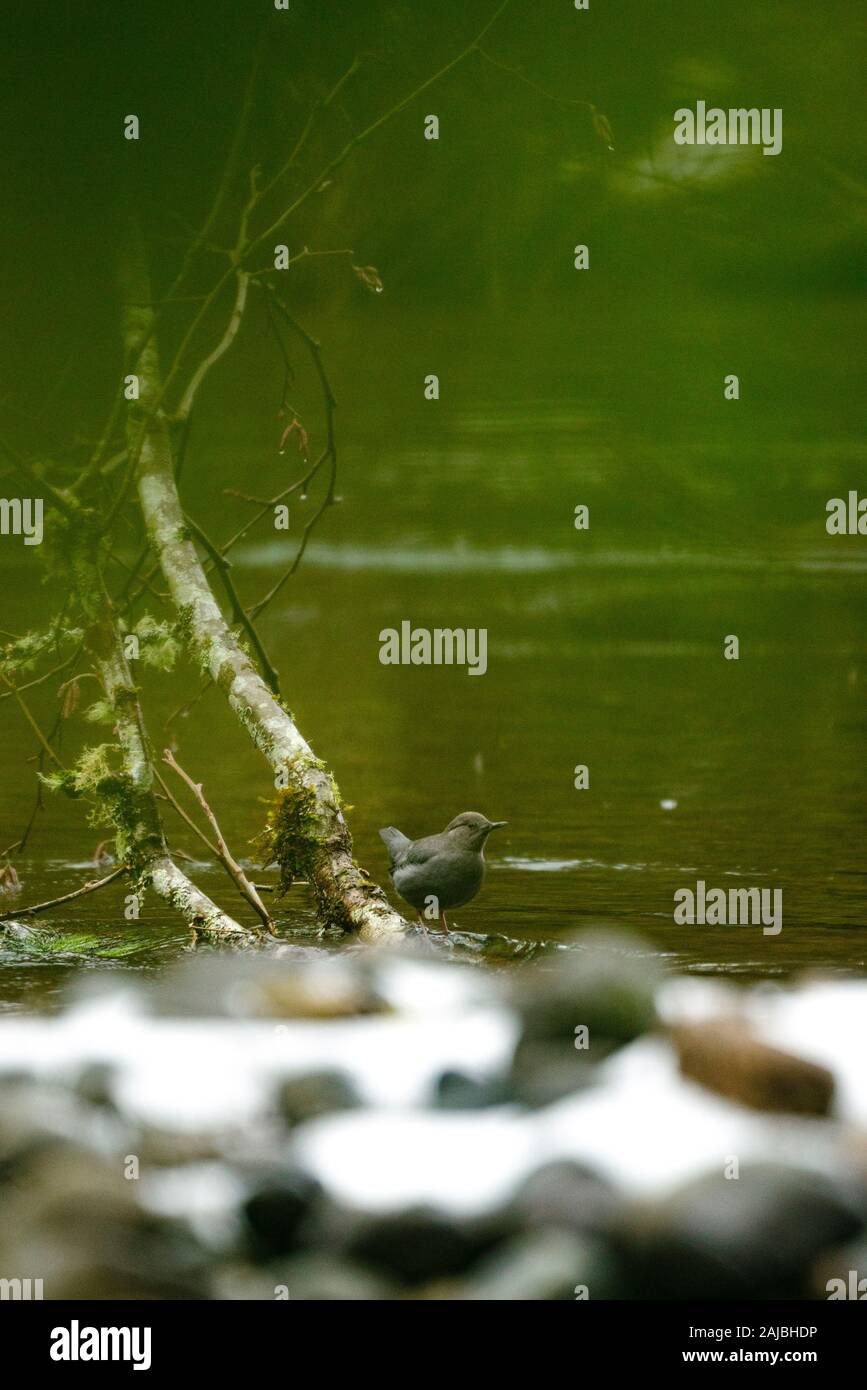 View through the forest of an American Dipper Bird perched by a river Stock Photo