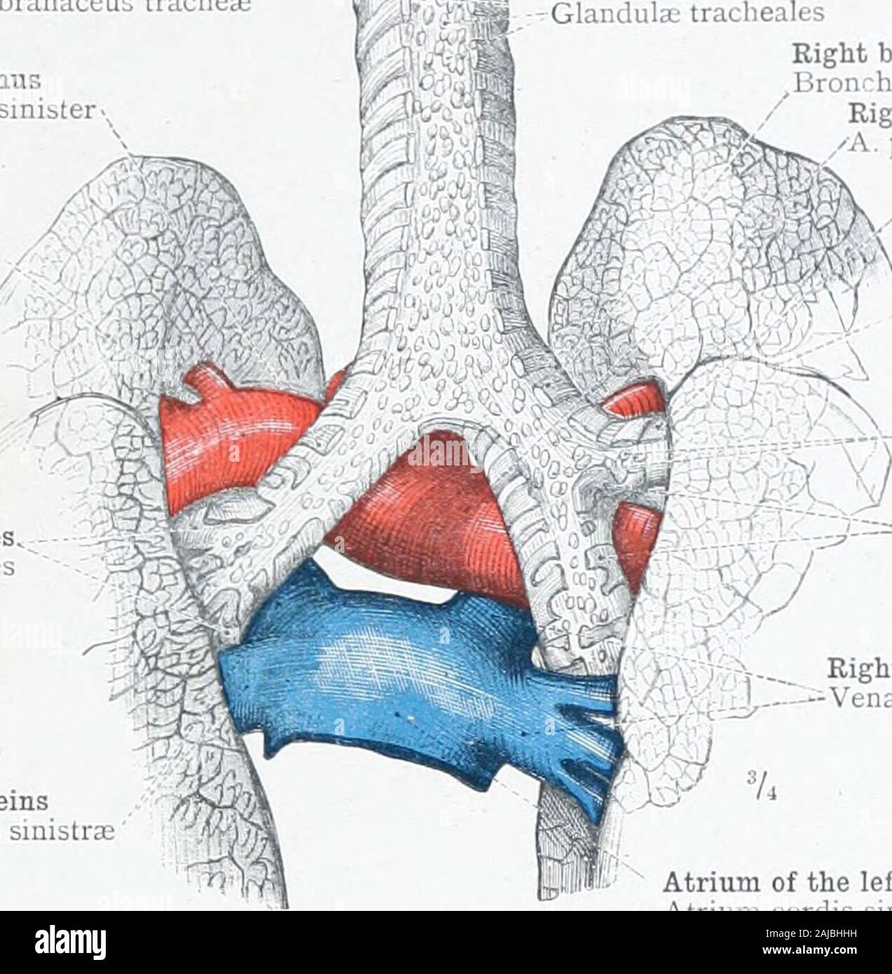 An atlas of human anatomy for students and physicians . Boundary lines of thepulmonary lobules Ligamentum latumpulmonis, or broadligament of the lungLis pulmonaleInferior borderMargo inferiorLower, phrenic, or diaphragmatic surface—Facies diaphragmatica l.Ki. 787.—Left Lung. Inner or MediastinalSurface, with the Root of the Lung cutacross. Pulmo—The lung. RESPIRATORY ORGANS 465 Membranous wall of the trachea Iaries membranaceub tracheaL Left bronchusBronchus sinister Left pulmonary artery A. pulraonalis (ramus sinister) Hyparterial bronchial branches.Rami bronchiales hyparteriales Left pulmona Stock Photo
