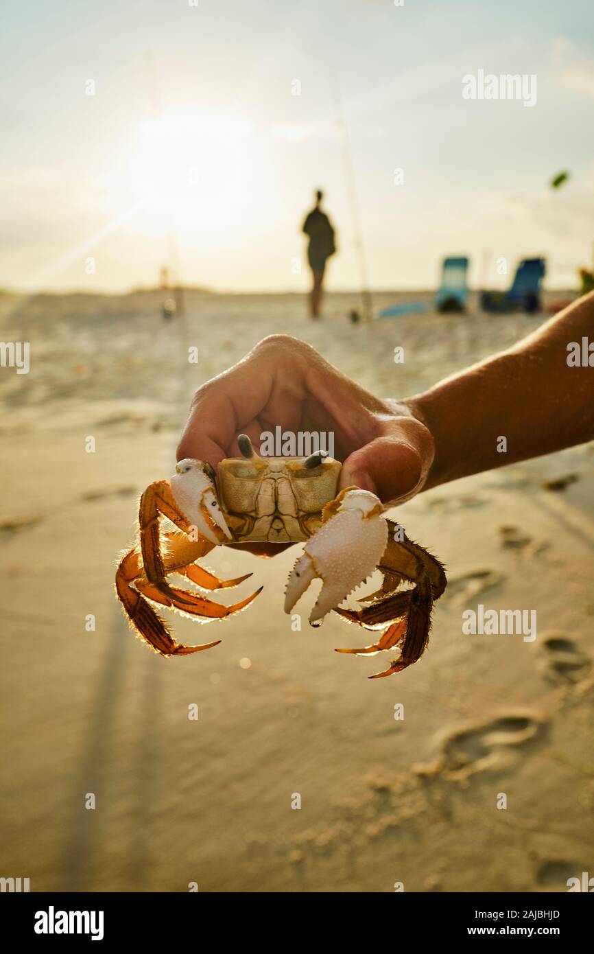 Vacationer catching crab by hand on beach, Panama city beach, Florida
