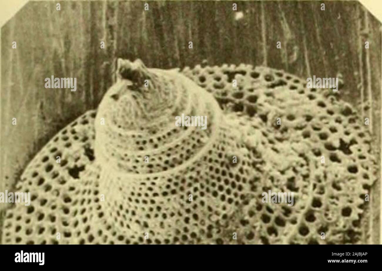 Bulletins of American paleontology . Holotype (USNM 164218). NSF 350 ...