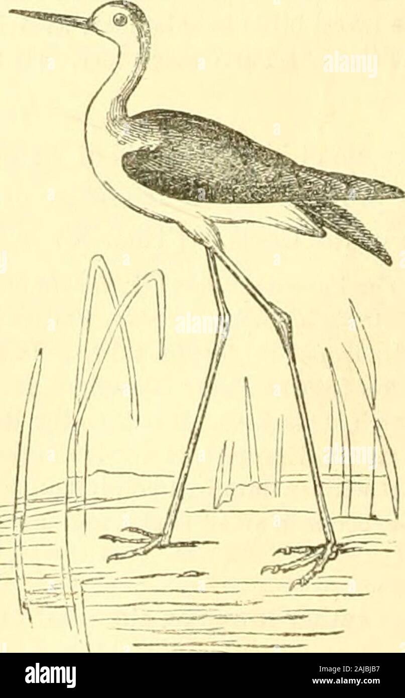 The animal kingdom, arranged after its organization : forming a natural history of animals, and an introduction to comparative anatomy . und its white throat. Add the Phalaropus frenatus, Vieillot;or Uolopodius [Vilsonii] of ]L C. Bonaparte, [which is found in Americagenerally. The first-named species breeds in the northern isles of Scotland,inhabiting marshy grounds, where it cannot be .)btained without much diffi-culty, though far from being timid in its disposition]. The Stilts (Jtlimantopus, Brisson)—Have a round beak, slender and pointed, even more so than in theGambets; the grooves of Stock Photo