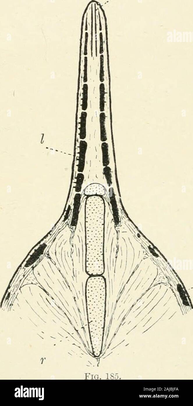 A treatise on zoology . 49).Both the scales and the segments of the