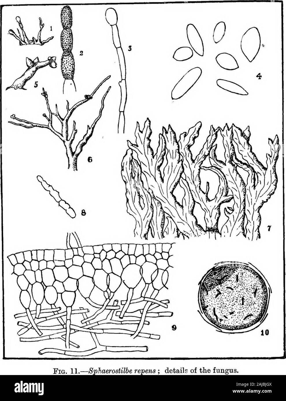 The diseases and pests of the rubber tree . enter. As previously stated, the fungus develops freely on smallpieces of Jak wood, and it has been found to spread to Heveafrom decaying Jak stumps. In this respect it resemblesFomes lignosus, and provides an additional reason for theremoval of Jak stumps. It also occurs on felled Dadap logs,and has been found to cause root disease of Derris robusta, sothat it is probable that it may attack members of the orderLeguminosae in general. In the first case recorded the funguswas probably introduced with firewood, i.e. miscellaneousjungle timber. Dead tre Stock Photo