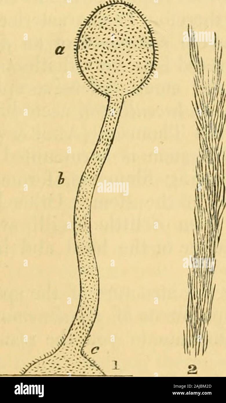 The Annals and magazine of natural history; zoology, botany, and geology . Fig. 1. a, head ; b, stem; c, base. Fig. 2. Aggregation of linear spi-cules forming the stem. Fig. 3. Interior of the head to show the radiatingbundles. Fig. 4. Spicules implanted perpendicularly upon the head andbase. Fig. 5. Spicules of the radiating bundles. Fig. 6. Spinous spiculesof the sarcode of the stem. Fig. 7. Spicules of the stem or axis. 38 Dr. J. V. Barboza du Bocage on Hyalonema boreale. communicate to you, because they completely change my firstimpression. The axis or stem of the sponge is composed of an Stock Photo