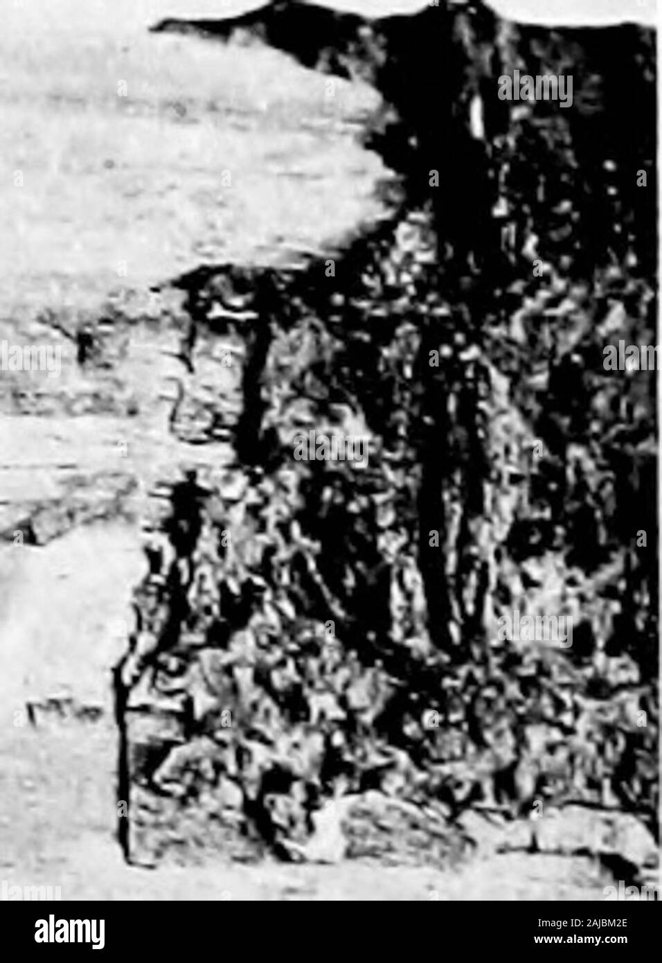 The diseases and pests of the rubber tree Stock Photo Alamy