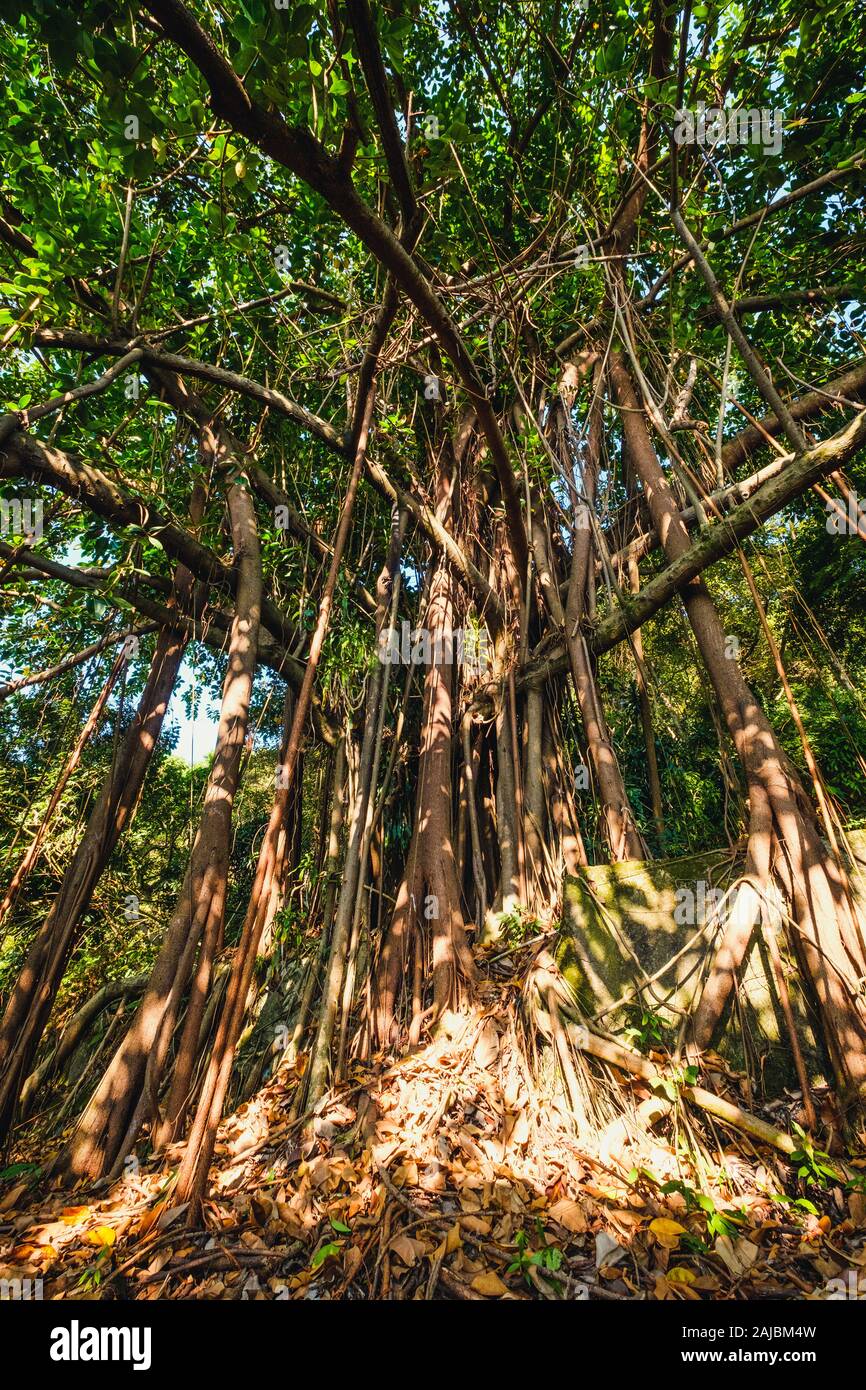 huge ficus tree in jungle forest Stock Photo