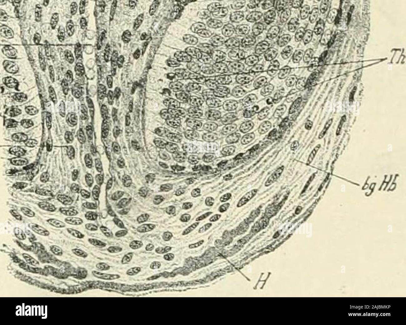 Medulla Patterns Medulla Pattern | Www.lx.iriss.org.uk