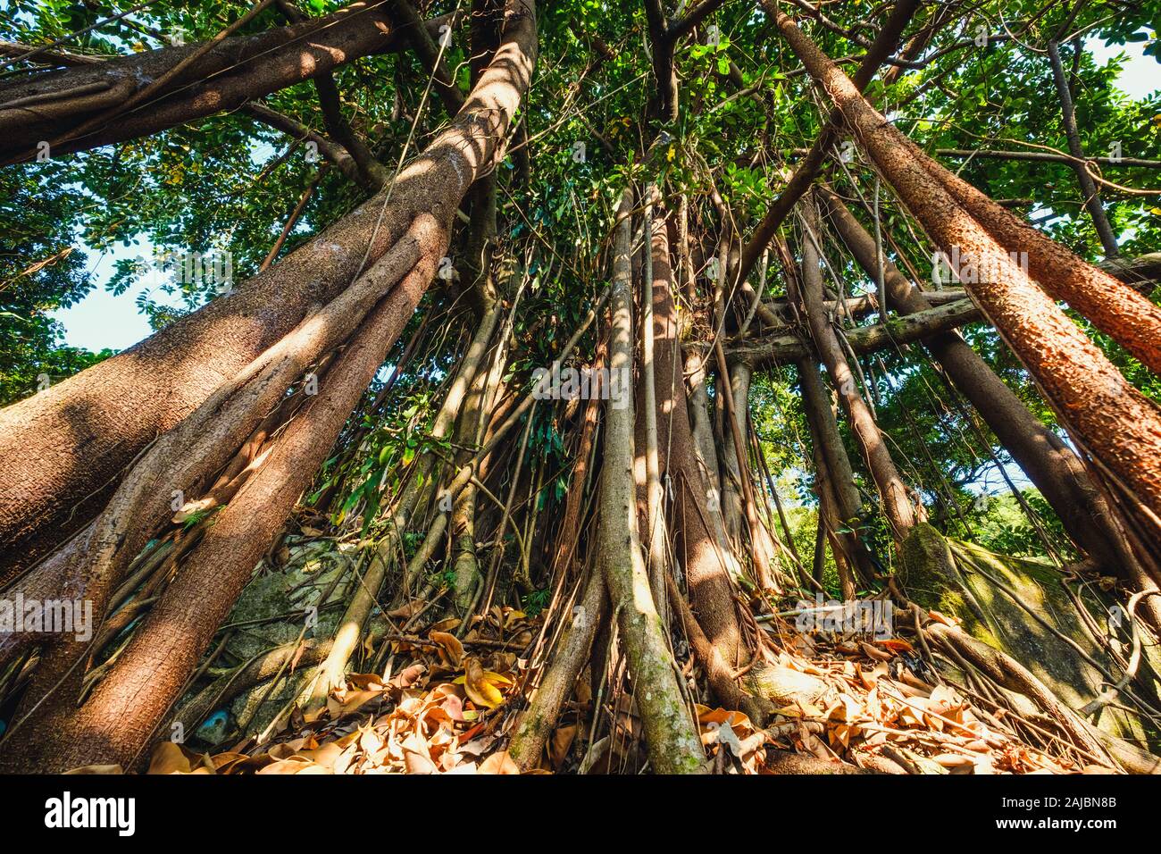 huge ficus tree in jungle forest Stock Photo
