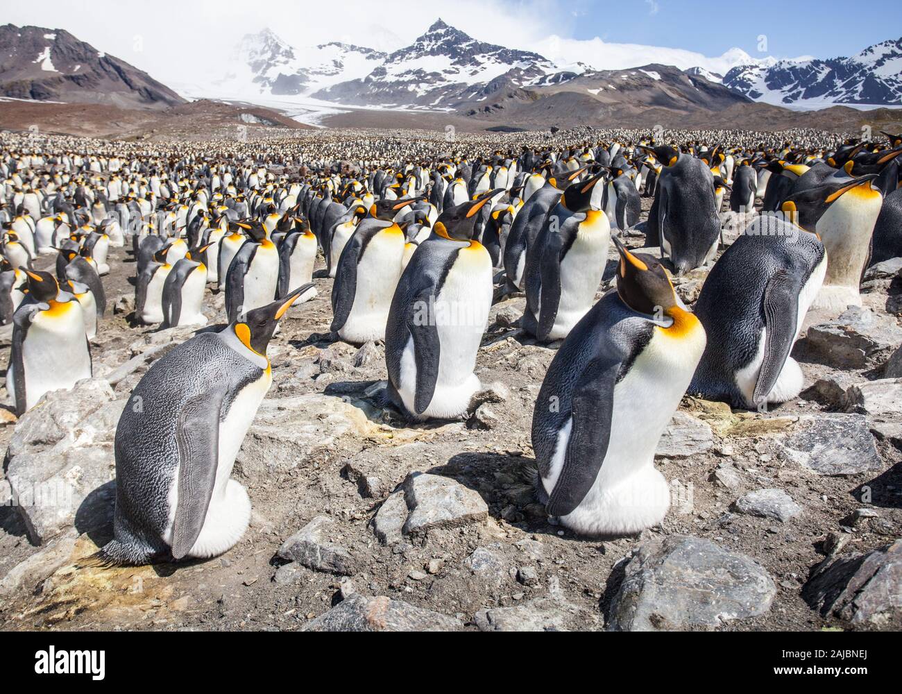 Penguin king egg hi-res stock photography and images - Alamy