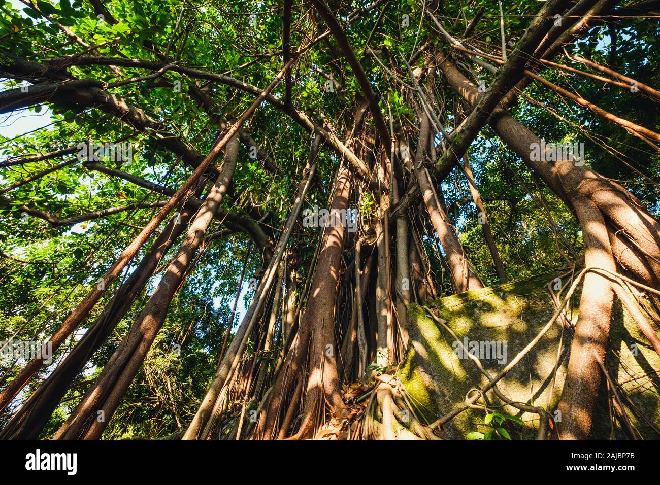 big ficus tree in jungle forest or rainforest Stock Photo