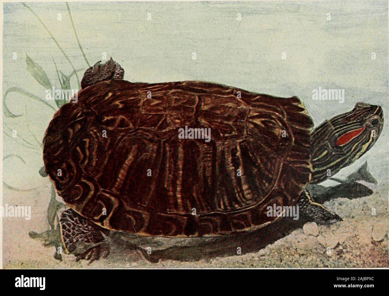 The reptile book; a comprehensive popularised work on the structure and habits of the turtles, tortoises, crocodilians, lizards and snakes which inhabit the United States and northern Mexico . Copyright, 1907. by Doubleday, Page & CompanyYELLOW-BELLIED TERRAPIN, Chrysemys scalra. One of the market terrapins. A full-grown shell is about eleven inches long and characterised by numerous parallel furrows. Found in the coast region—North Carolina to Georgia.. Copyright, 1907. by Doubleday, Page & CompanyCUMBERLAND TERRAPIN, Chrysemys elegans. Closely allied to C. scabra, though at once distinct by Stock Photo
