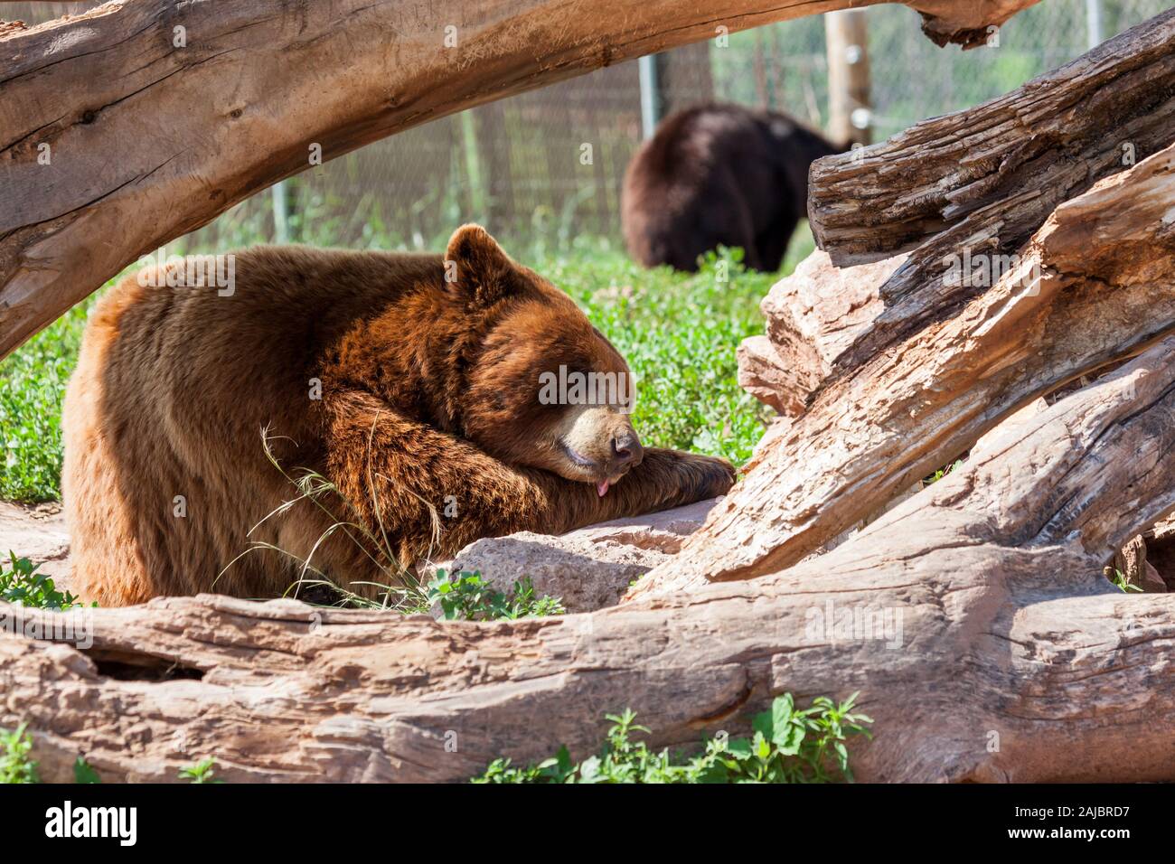 A brown bear takes a nap with his head resting on his front leg and his tongue hanging out Stock