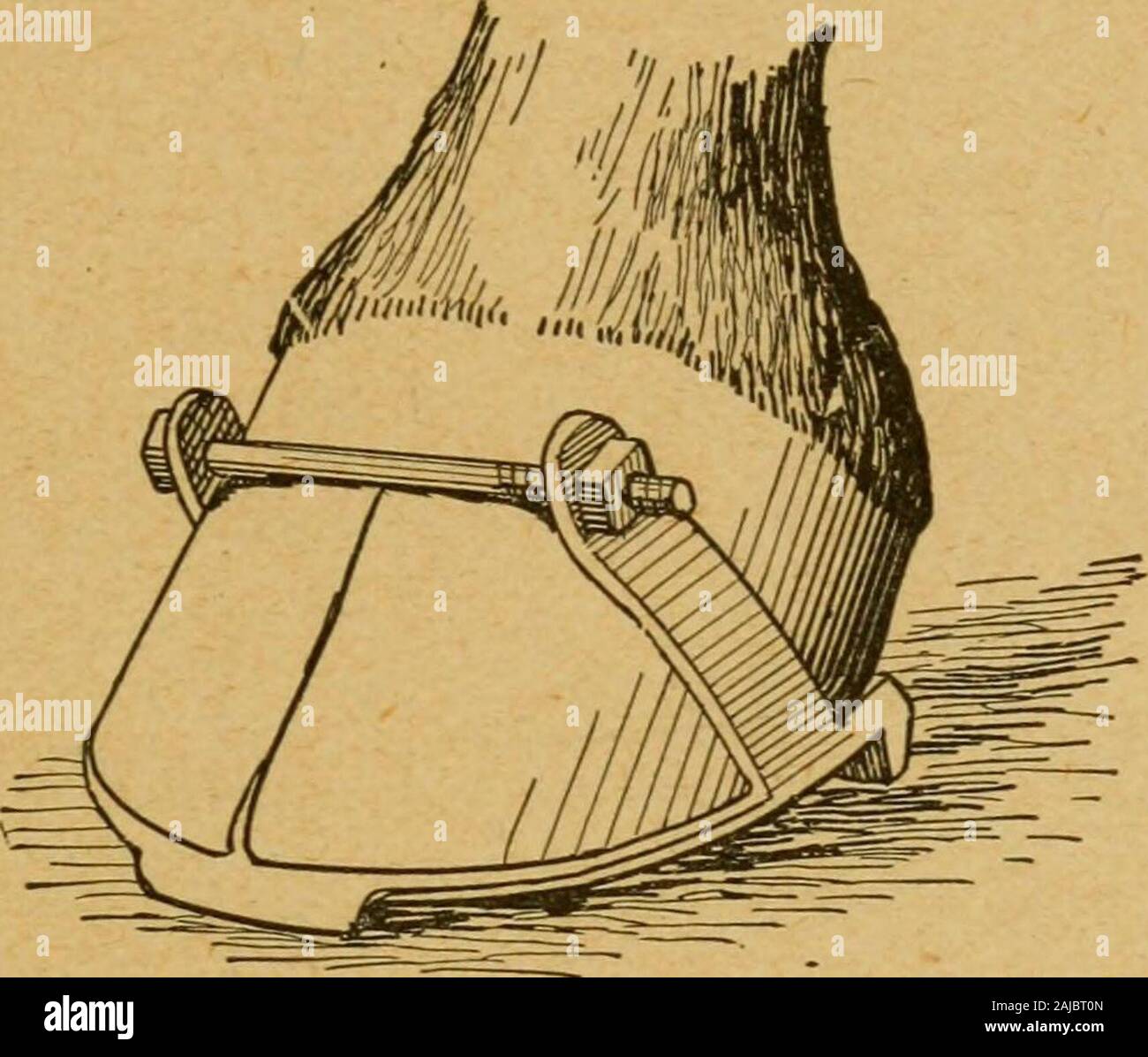 Split hoof hires stock photography and images Alamy